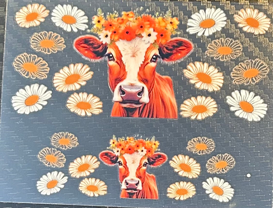 Cows
