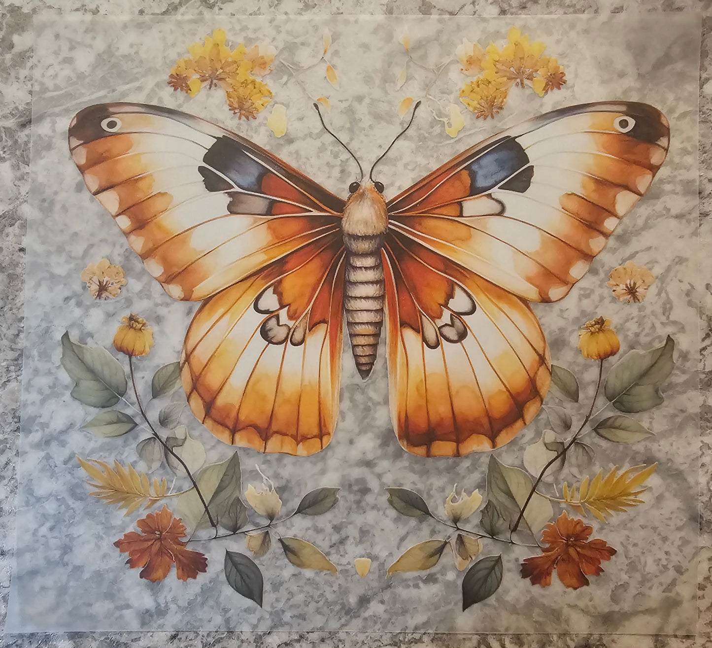 Butterfly