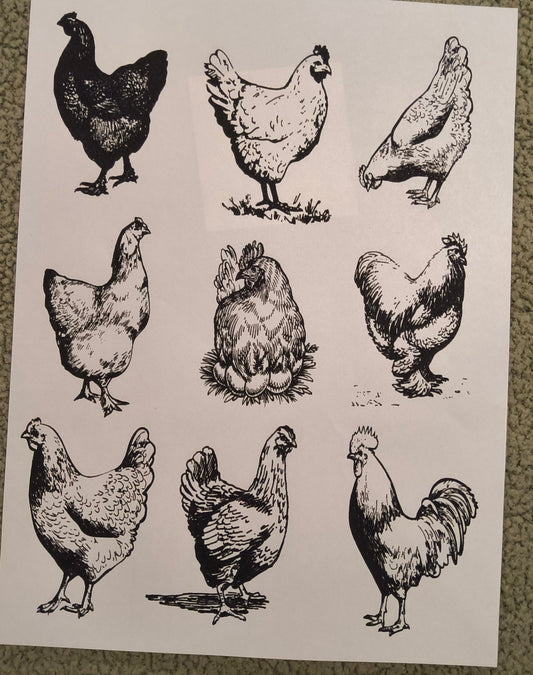 Chickens